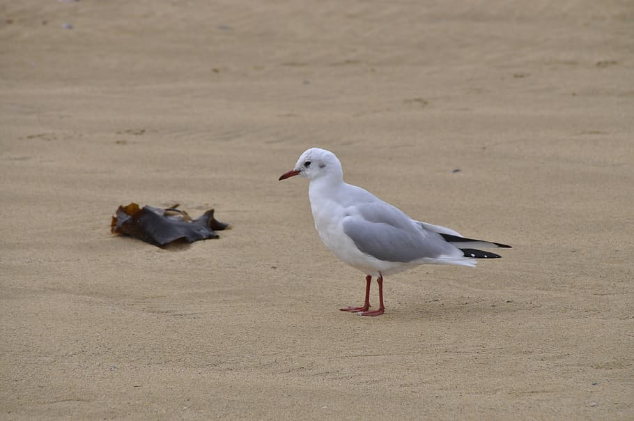 seagull, sand beach, coast, normandy, bird, animal themes, animal wildlife HD wallpaper