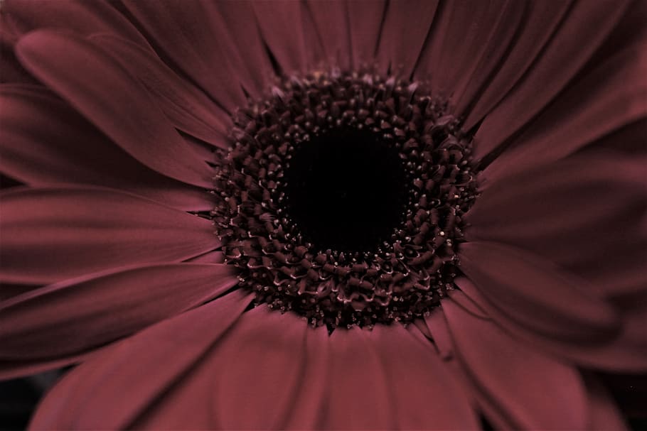 sunflower, maroon, petals, flowering plant, fragility, flower head HD wallpaper