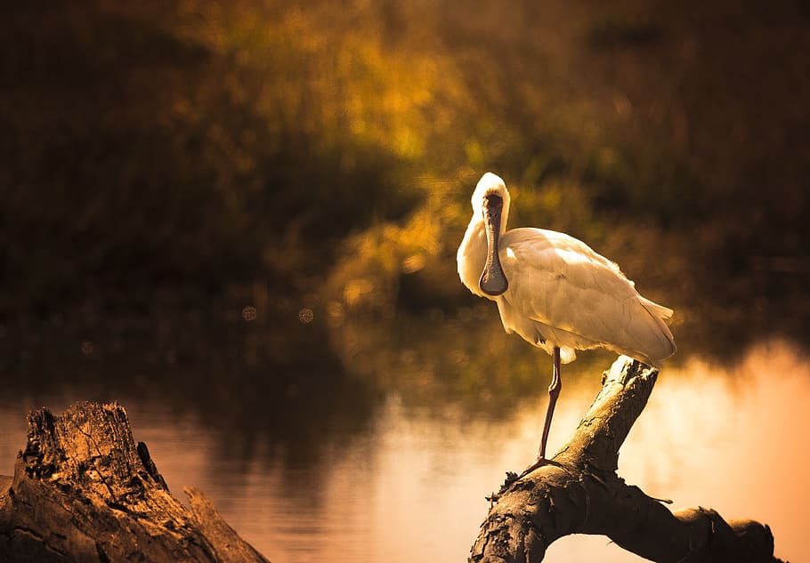 sepia photo of white crane perching on tree, golden, light HD wallpaper