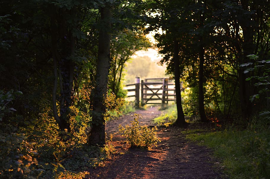 gray trees near the wooden fence with gate, empty, pathway HD wallpaper