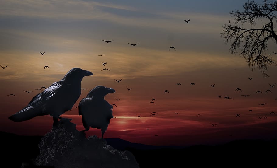 two Ravens on hill, crows, birds, sunset, tree, branches, scenery, HD wallpaper