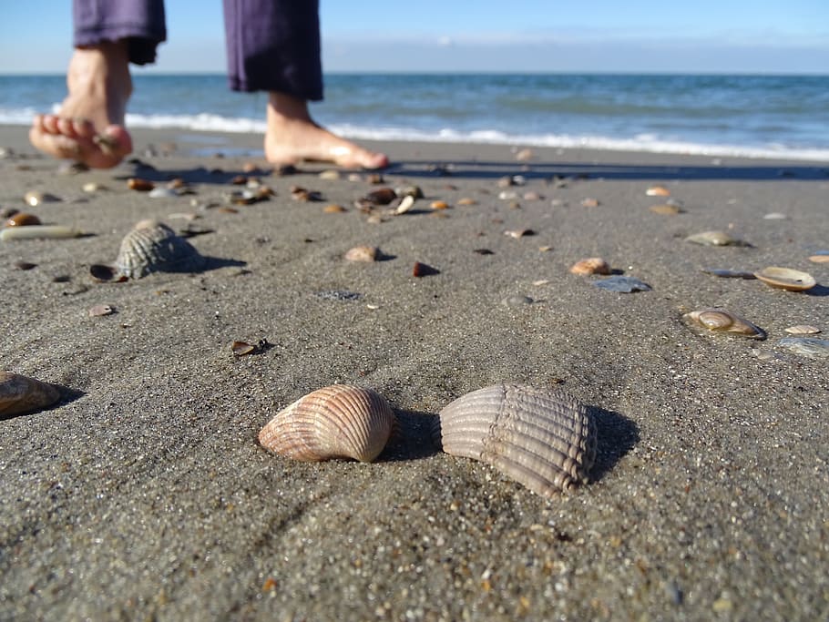 Sea, Beach, Shell, Mussel, Shells, mussel shells, north sea HD wallpaper