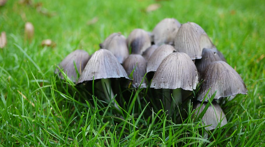 Mushroom, Nature, Forest, grass, green color, growth, field HD wallpaper