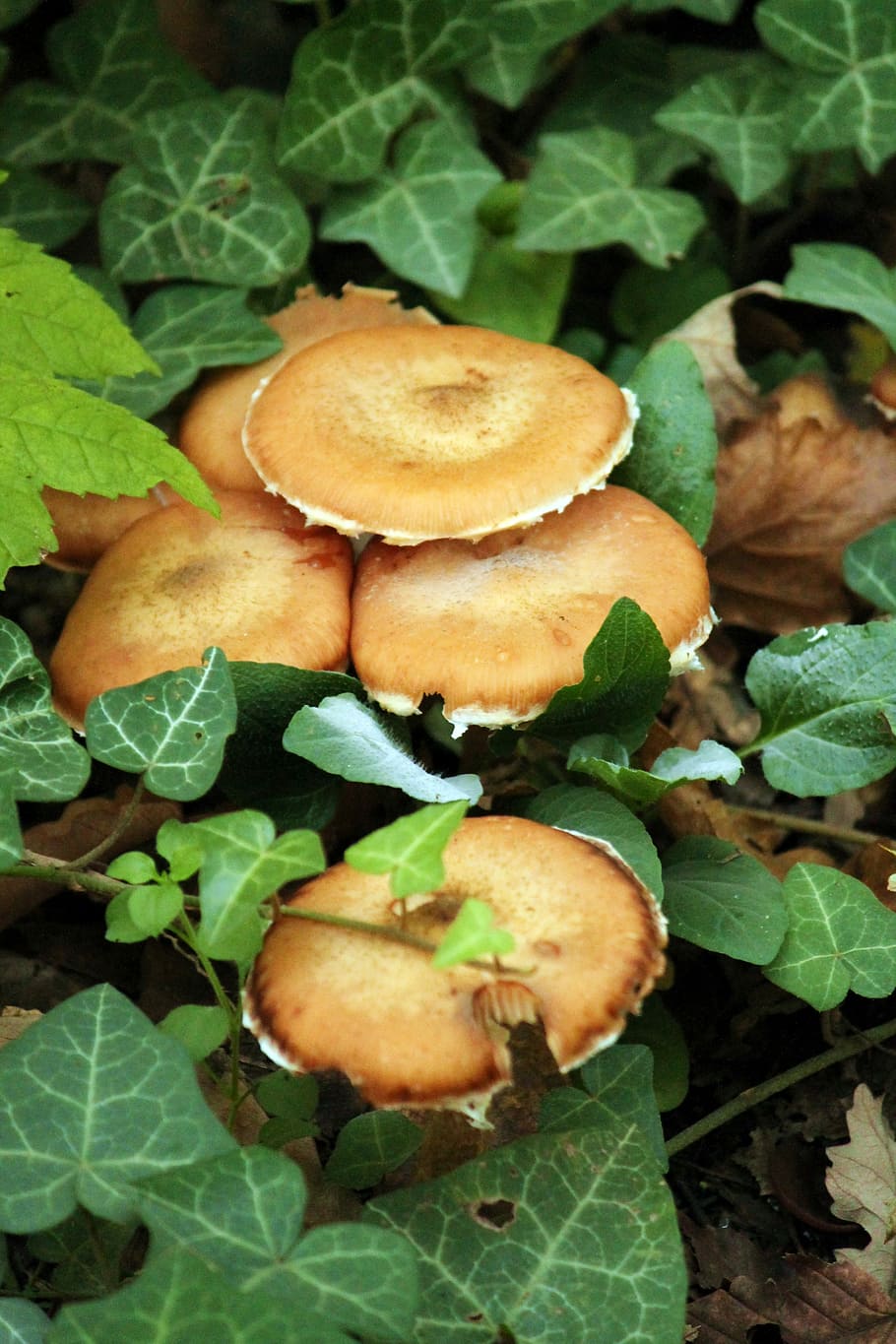 Mushroom, Undergrowth, Amber, leaf, plant, food and drink, green color HD wallpaper