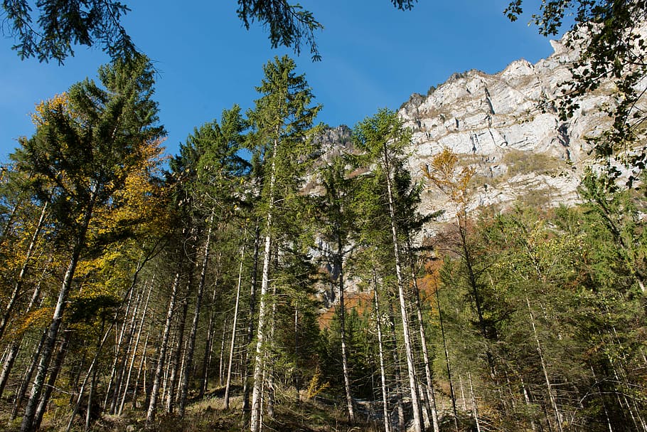 Autumn, Leaves, Trees, Light, Sun, mountain, pine tree, no people HD wallpaper