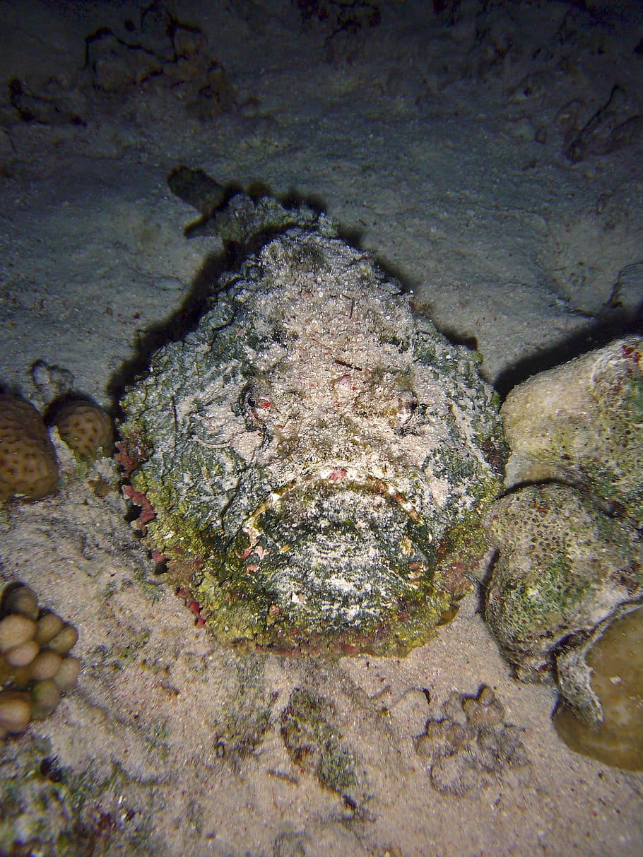 Diving, Underwater, underwater world, sea, meeresbewohner, stone fish HD wallpaper