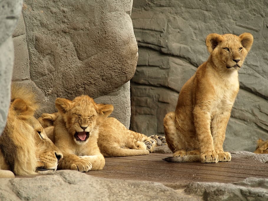 lion, predator, cat, zoo, young, king, prince, yawn, sleep HD wallpaper