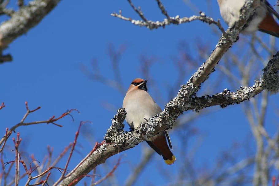 bird, animals, nature, branch, tree, vertebrate, animal wildlife HD wallpaper