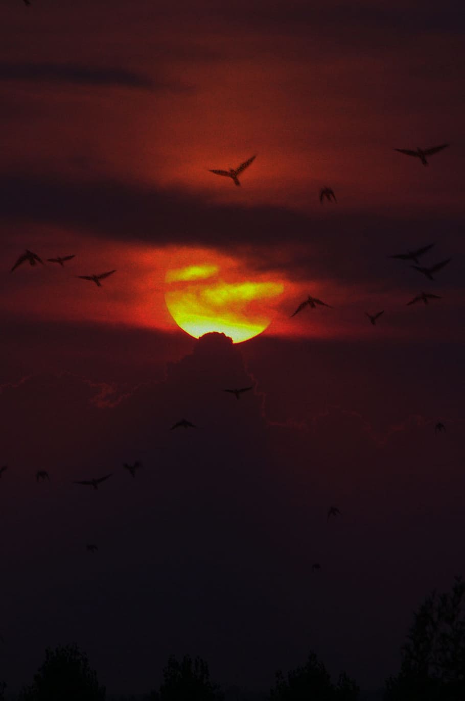 birds, sunset, sky, cloud, evening, cloud - sky, beauty in nature HD wallpaper