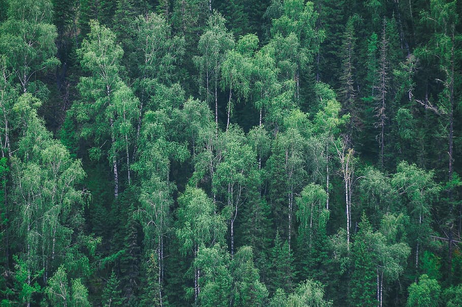 forest, trees, green, plants, growth, green color, beauty in nature HD wallpaper