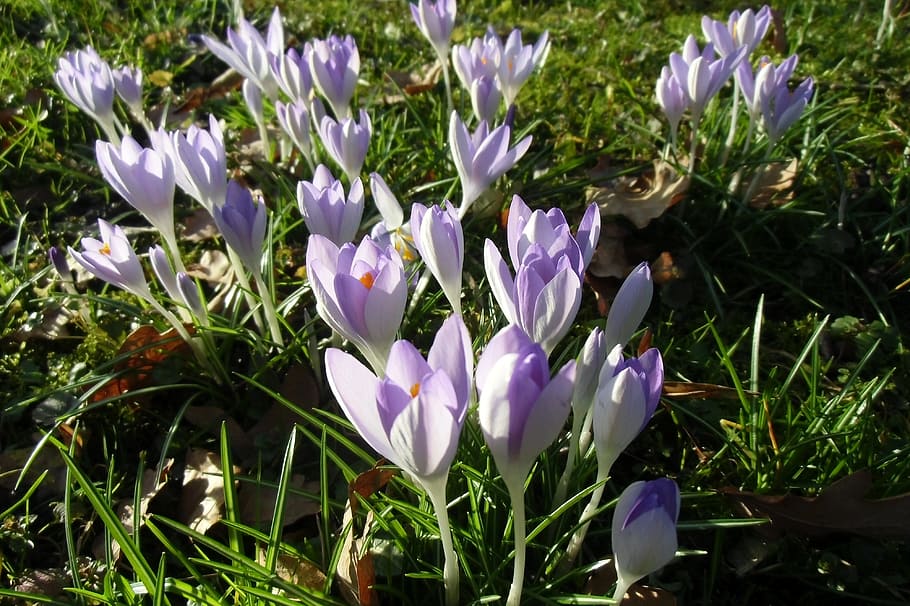 crocus, meadow, spring meadow, flowers, signs of spring, spring fever HD wallpaper