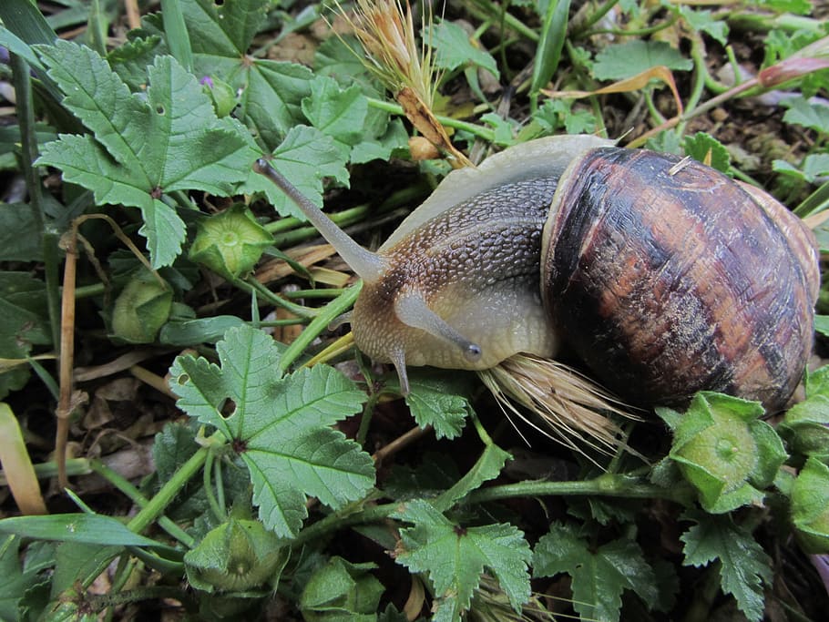 macro, snail, grass, nature, one animal, animal themes, animal wildlife HD wallpaper