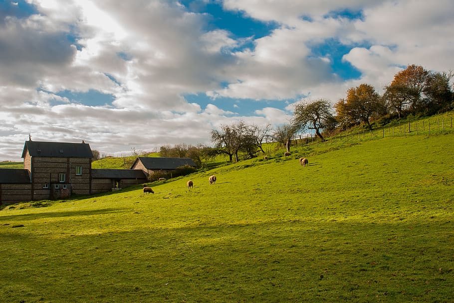farm, sheep, meadows, sheepfold, nature, landscape, animal HD wallpaper