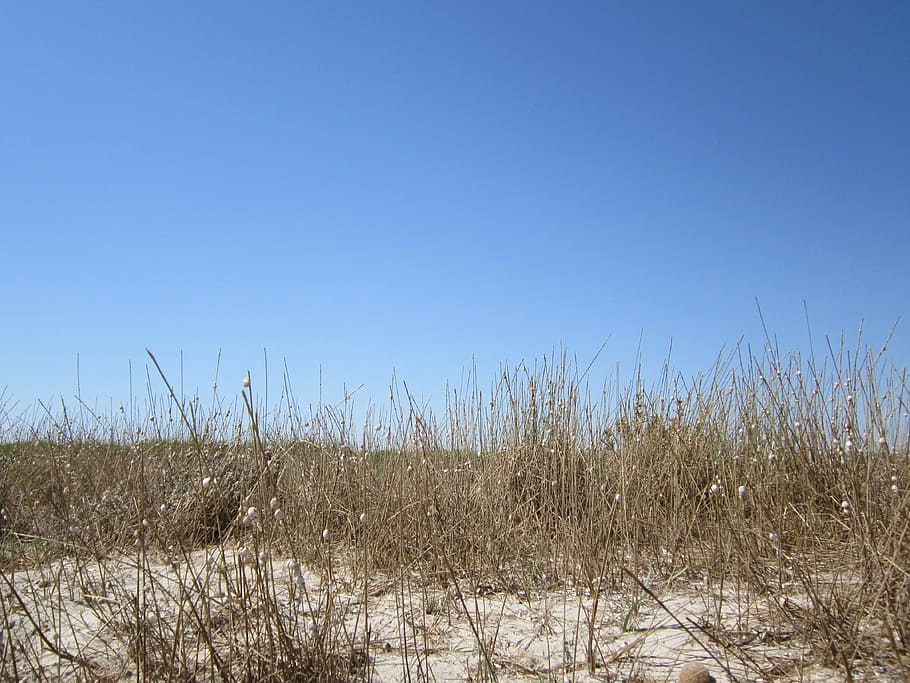 beach, dune, grass, sea, sun, sky, sand, summer, blue, light HD wallpaper