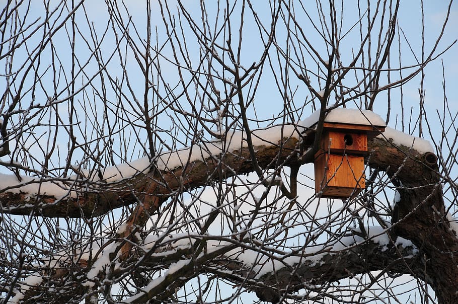 nesting box, winter, hatchery, bird feeder, nesting help, tree, HD wallpaper