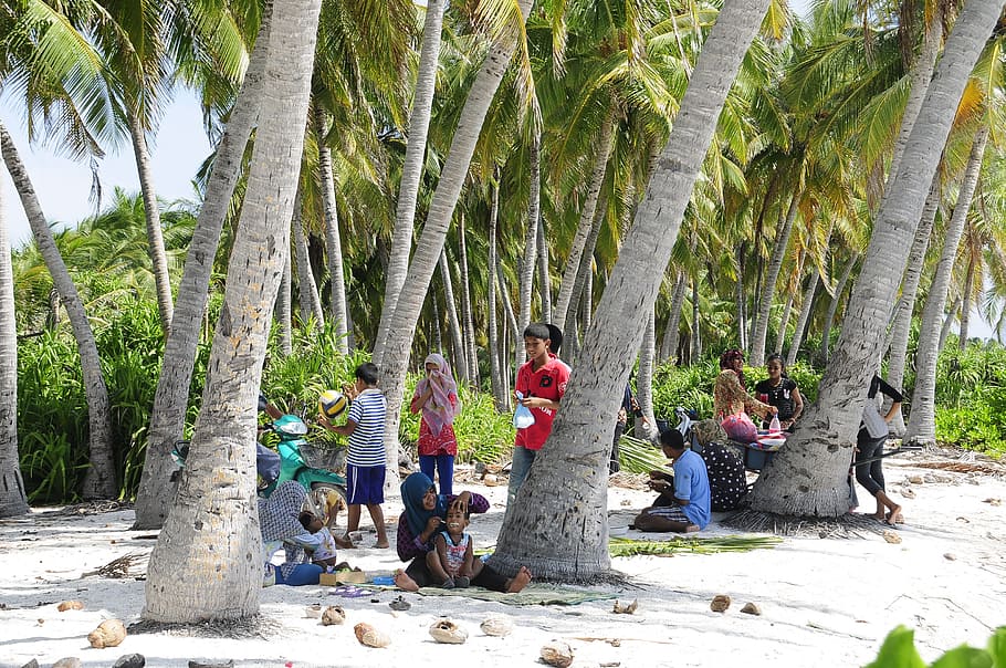 landscape, nature, beach, people, children, coconuts, group, island HD wallpaper