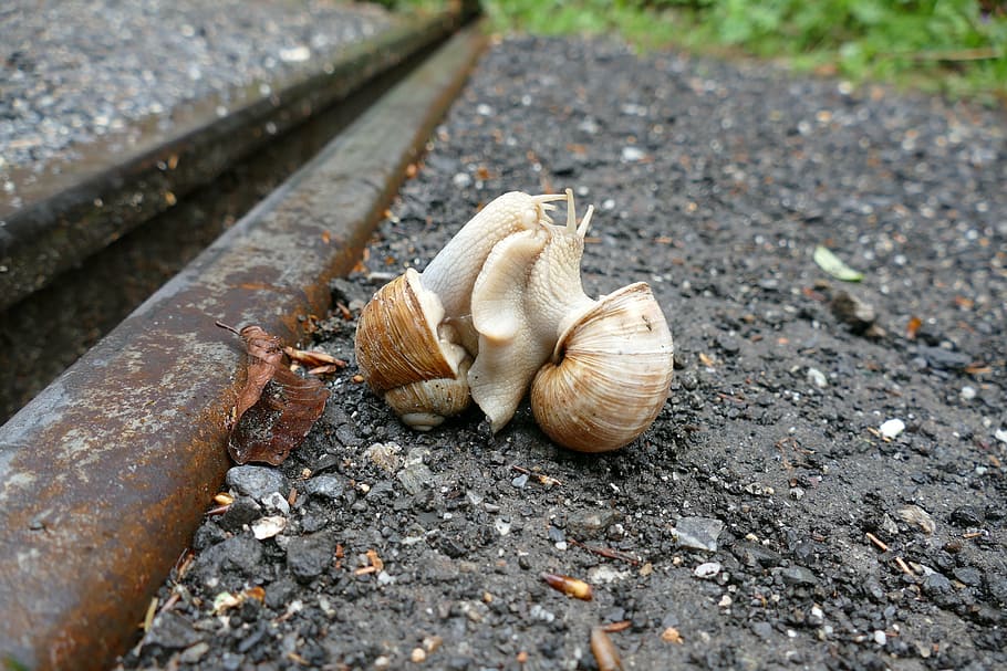 snail, copulation, pairing, shell, mollusk, day, no people HD wallpaper