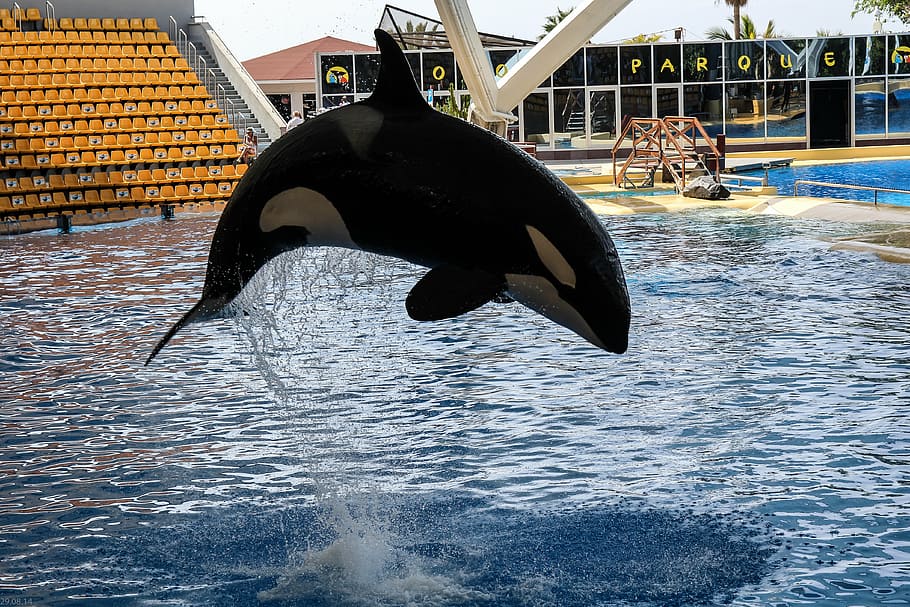 orka, orcashow, loropark, jump, sea, animal, dolphin, water HD wallpaper