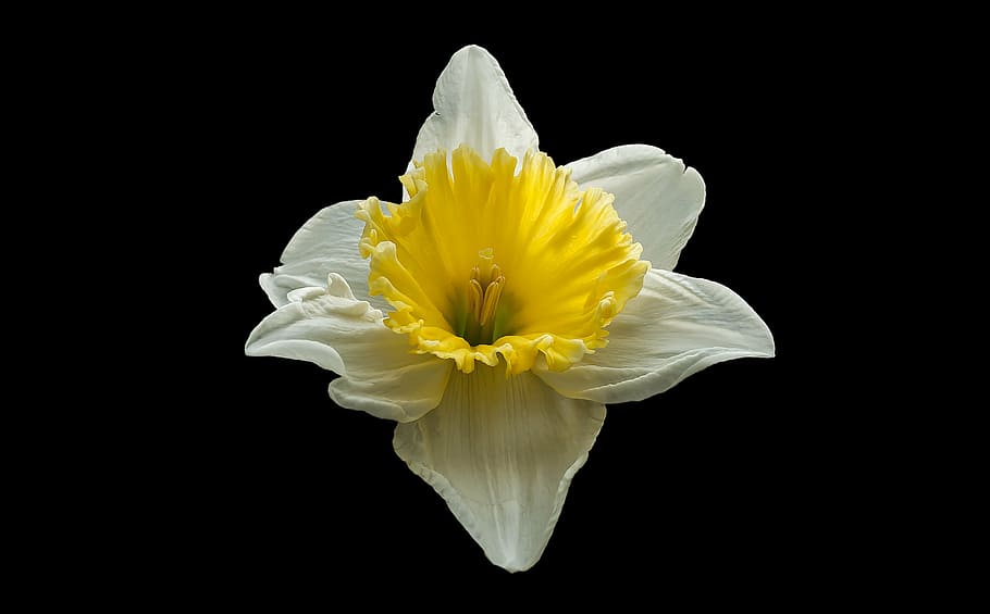 white and yellow petaled flowers in dark surface, narcis, spring HD wallpaper