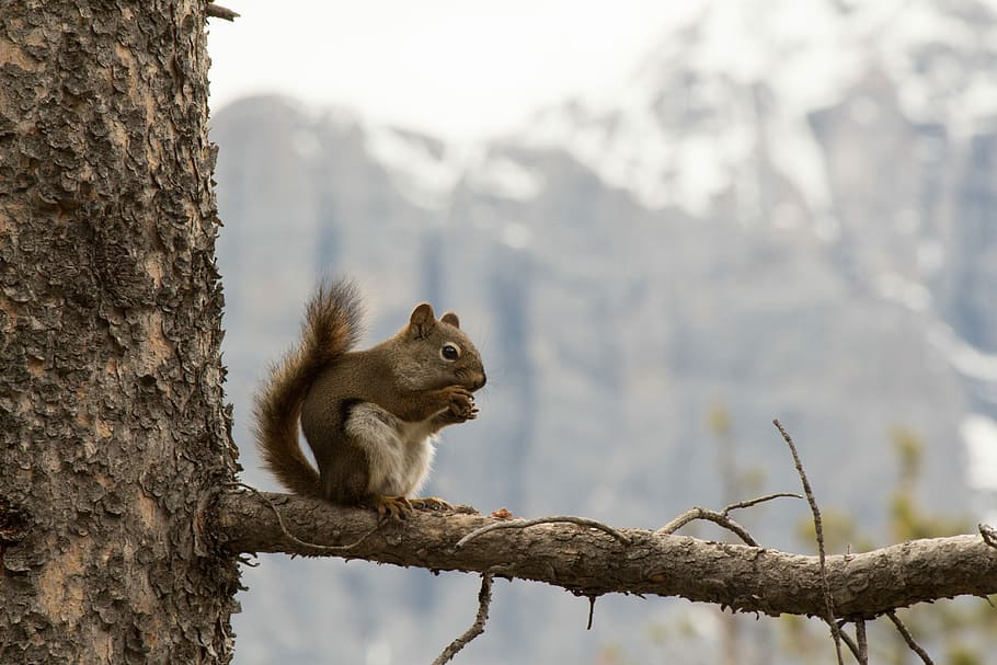 Squirel in a tree, squirrel on branch, wild animal, eating, feeding, HD wallpaper