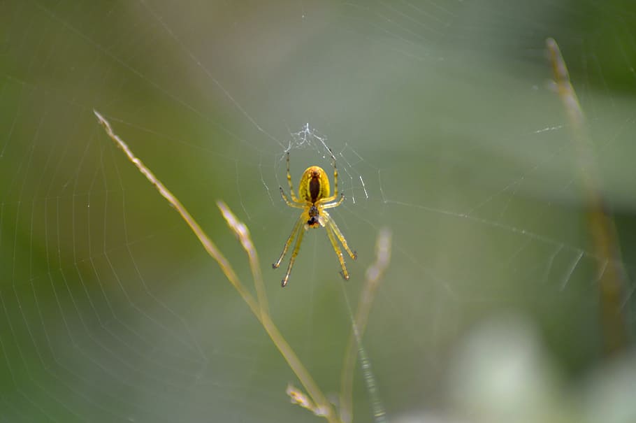 network, spider web, strained networks, cobweb, close, arachnid HD wallpaper