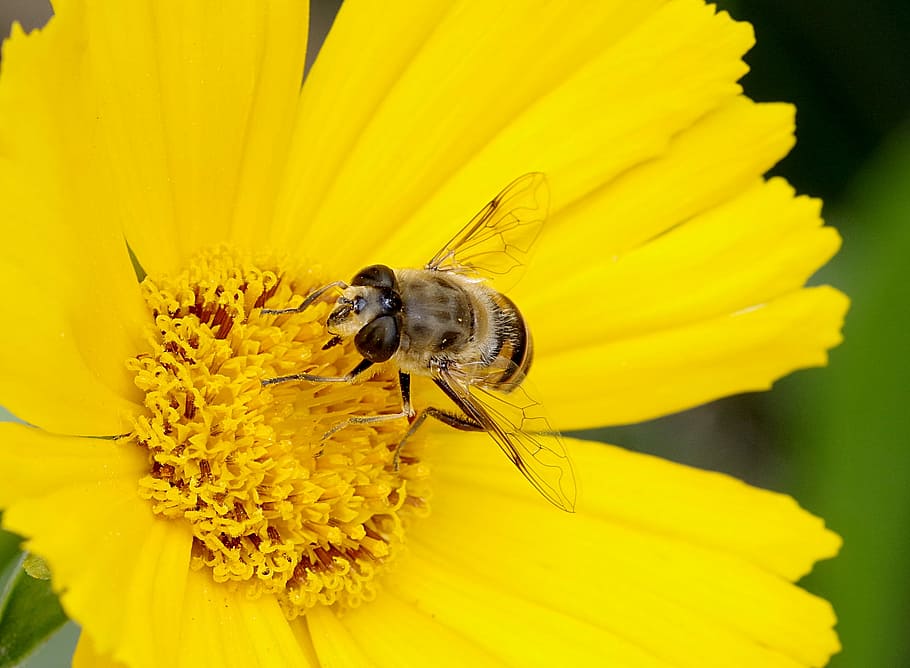 Mucha, Camouflage, Bee, Macro, appearance, upodobnienie, for people HD wallpaper
