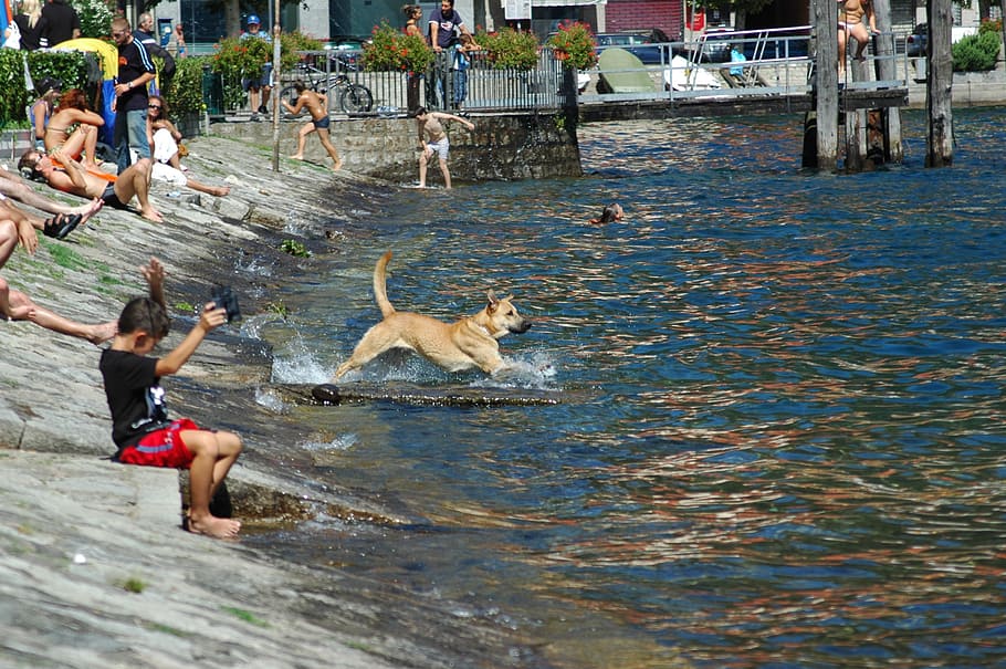 lake, dog, summer, water, canine, one animal, mammal, pets HD wallpaper