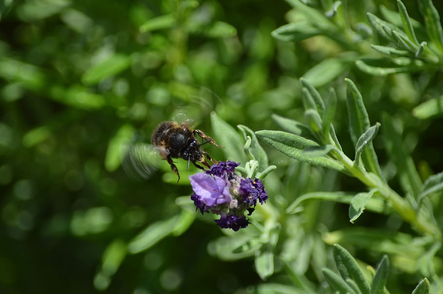 flower, pollination, wasp, bee, nature, garden, bloom, spring bloom HD wallpaper