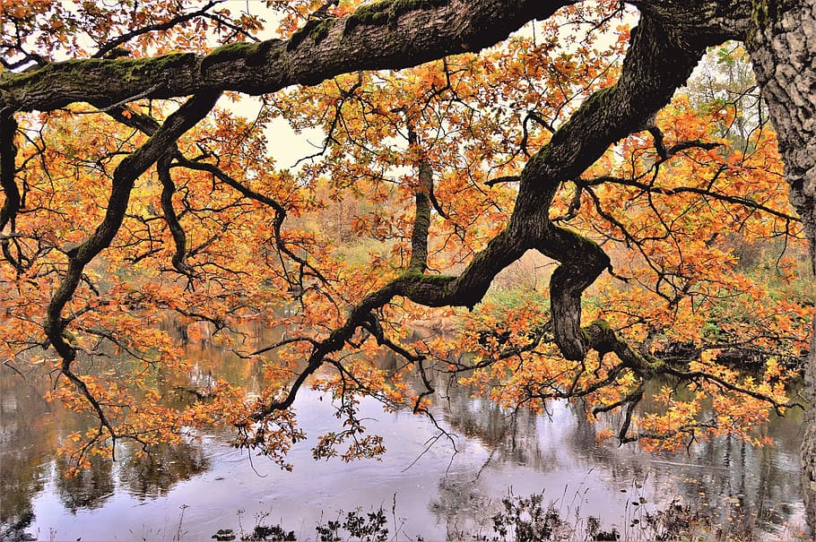tree, autumn, nature, branch, season, park, outdoor, plant HD wallpaper