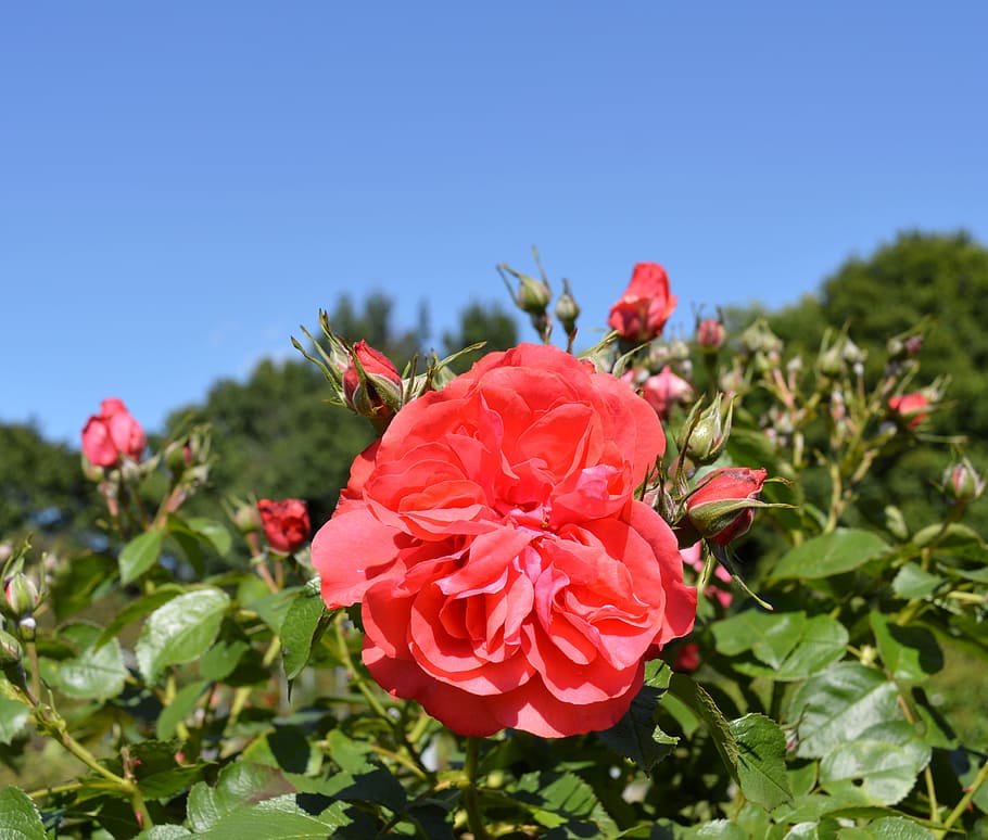 Floribunda, Blossom, Bloom, rose, rose bloom, rose blooms, flower HD wallpaper