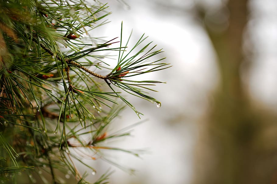 needle, nature, pine, winter, tree, christmas, periwinkle, bright HD wallpaper