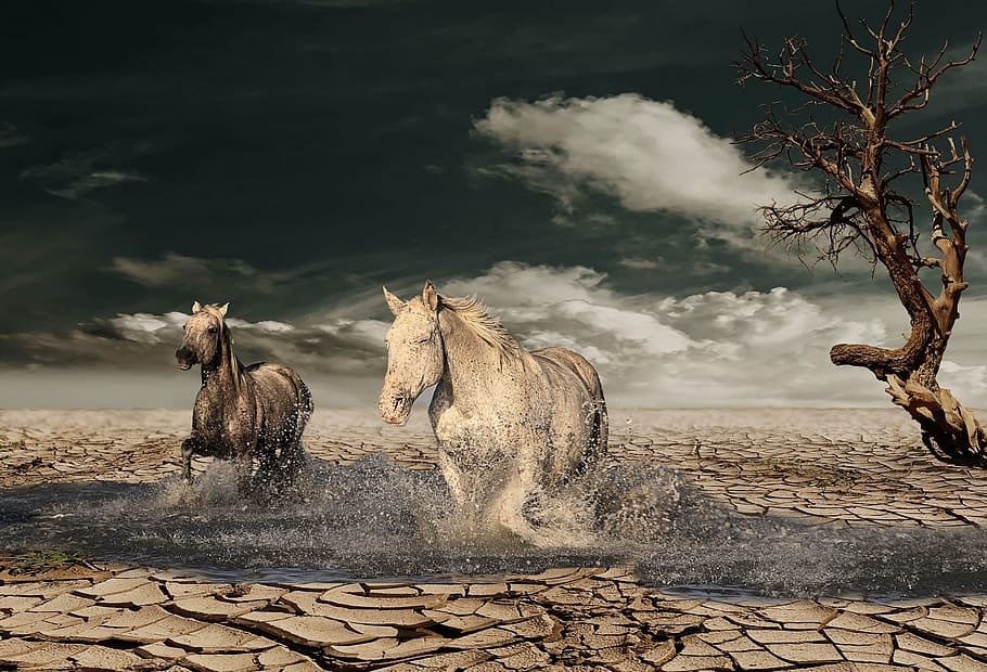 two gray and white horse walking on body of water, desert, tree HD wallpaper