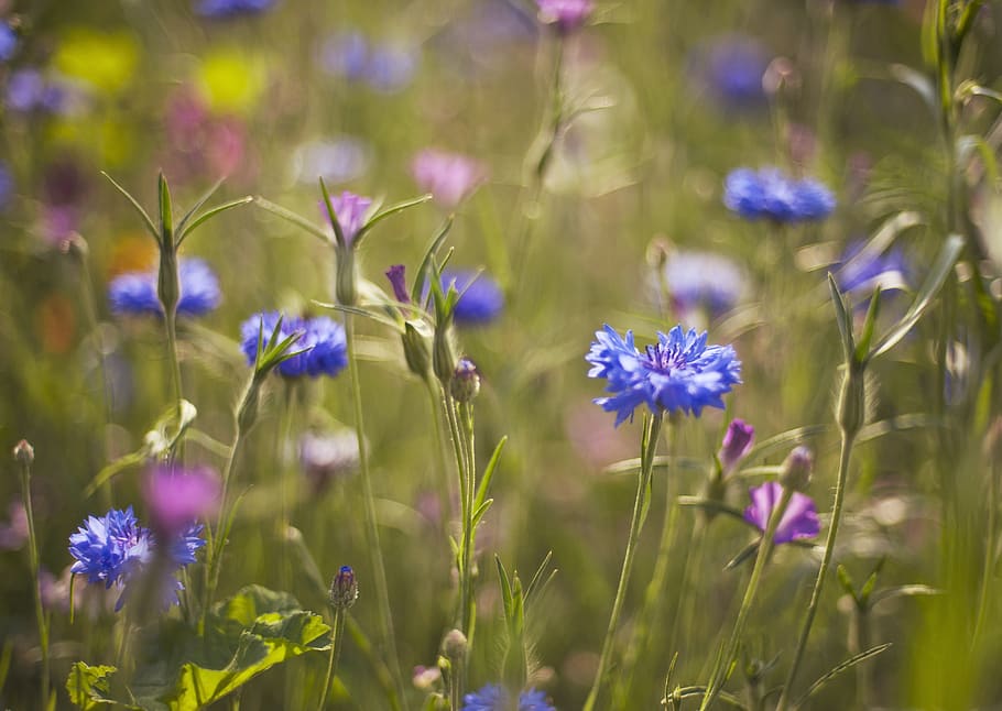 meadow, plants, cornflower, the background, flowers, nature