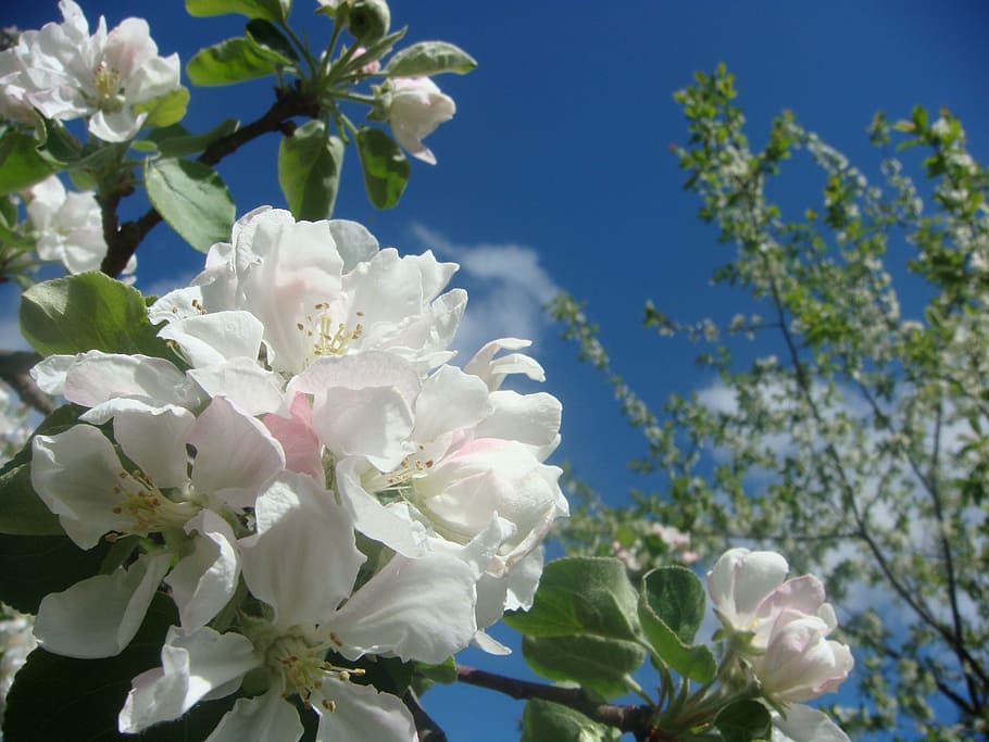 closeup photography of white petaled flowers, apple, bloom HD wallpaper