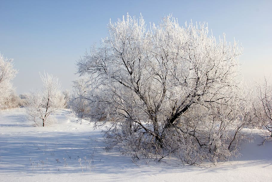 winter, snow, trees, landscape, sprig, snowflakes, sun, winter dream HD wallpaper