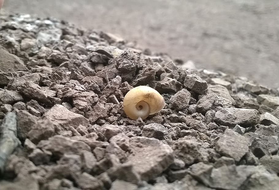 erosion, snail, drought, selective focus, no people, day, animal HD wallpaper