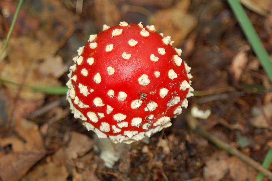 mushrooms, forest, fall colors, fungus, food, fly agaric mushroom HD wallpaper