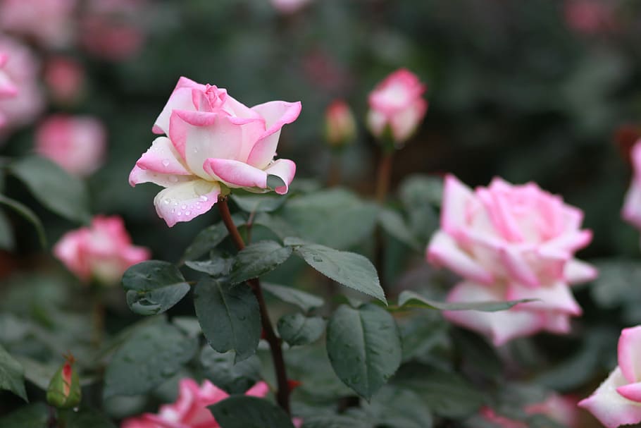 flowers, nature, plants, leaf, garden, rose, pink roses, dew HD wallpaper