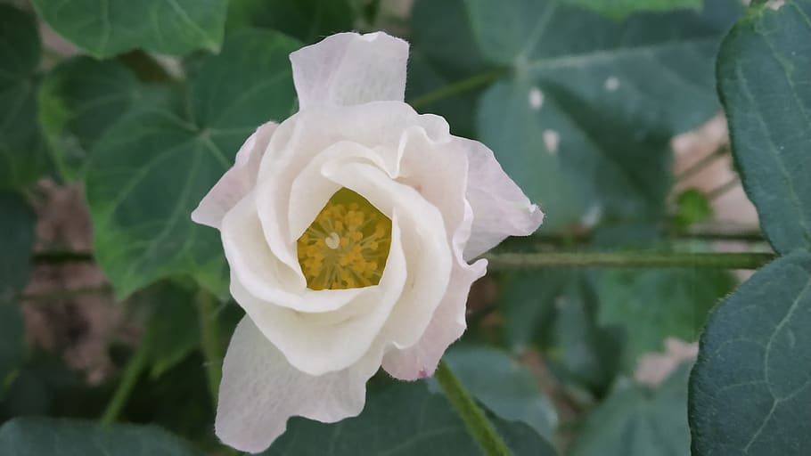 cotton, flower, plant, flowering plant, beauty in nature, petal HD wallpaper