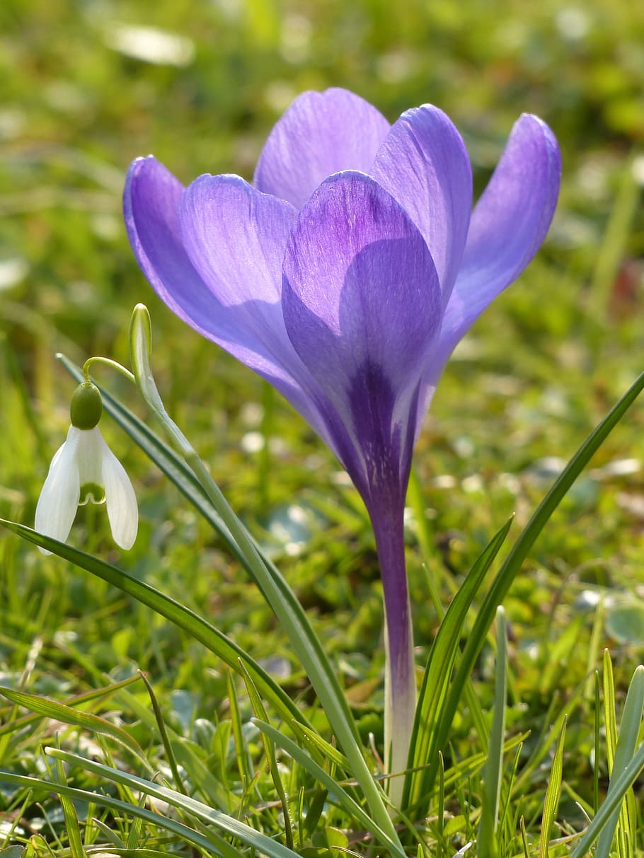 crocus, purple, violet, blue, bloom, blossom, plant, nature HD wallpaper
