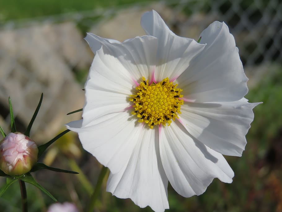 switzerland, flowers, done, flowering plant, fragility, vulnerability HD wallpaper
