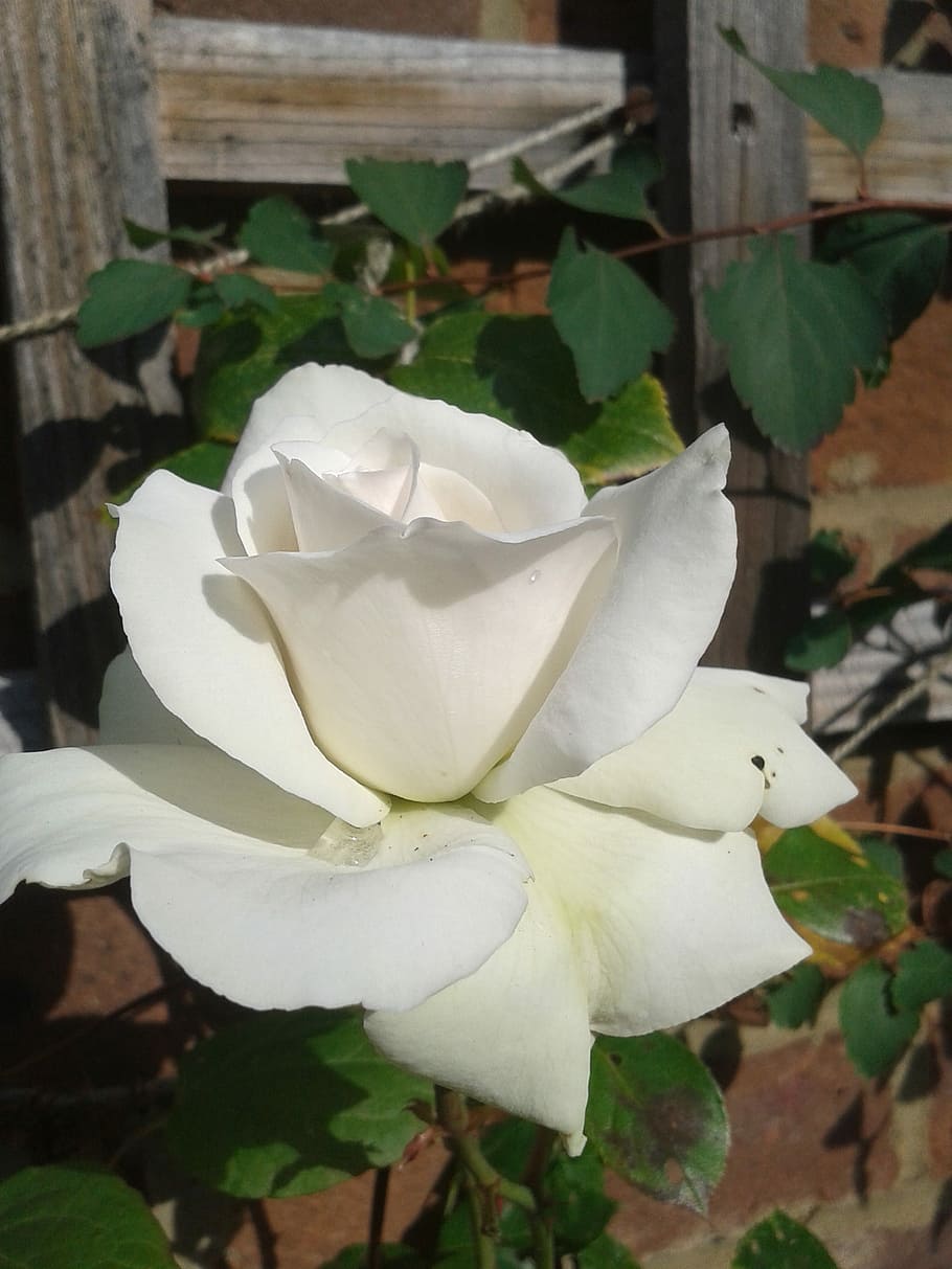 White, Rose, Rose, Garden, Garden, White, White Rose, Floral HD wallpaper