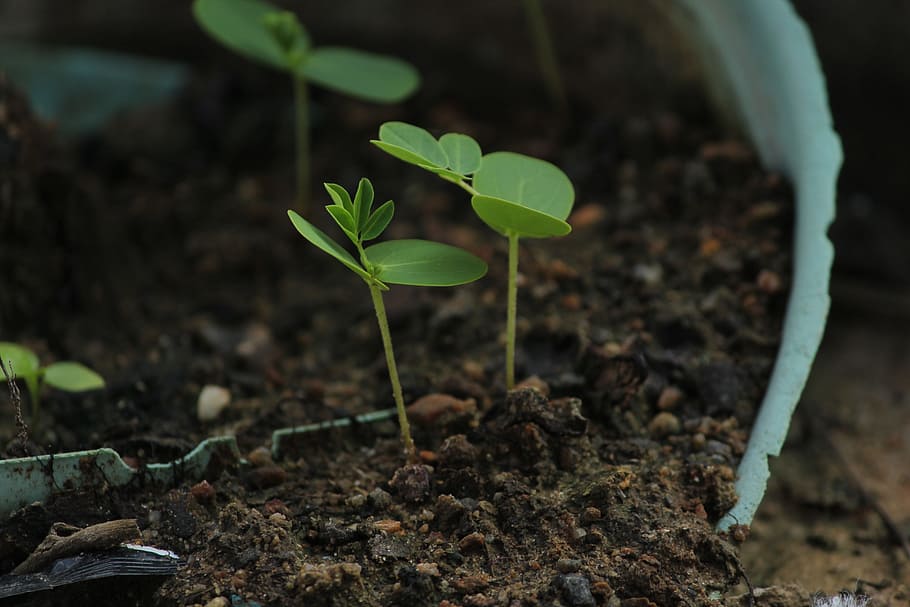 plant, eco, tree, green, nature, growth, leaf, summer, environment HD wallpaper