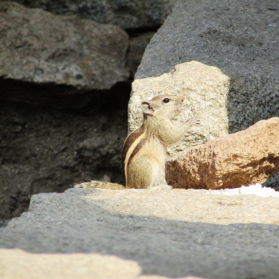 squirrel, eating, hampi, india, animal, wildlife, zoology, mammal HD wallpaper