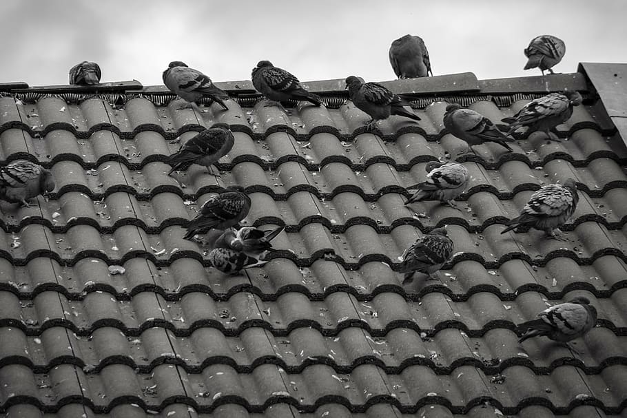 pigeons, roof, tile, gable, home, birds, sky, clouds, building, HD wallpaper