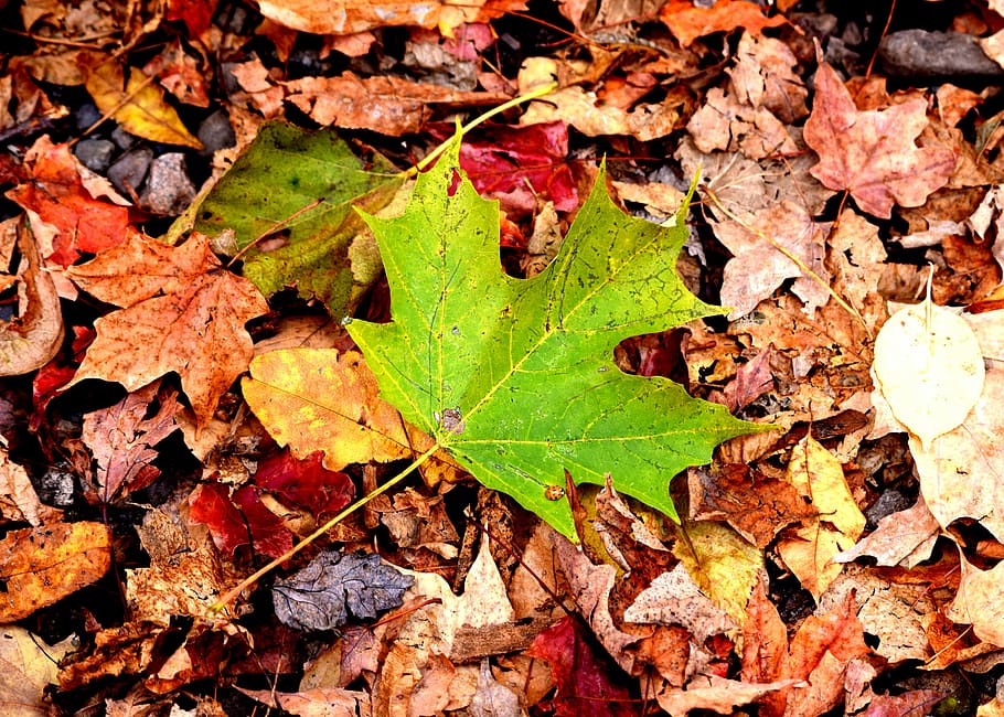 leaves, fall, fall leaves, autumn, fall leaves background, season HD wallpaper