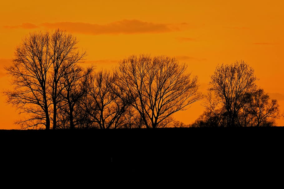 sunset, abendstimmung, silhuette, trees, nature, sky, silhouette HD wallpaper