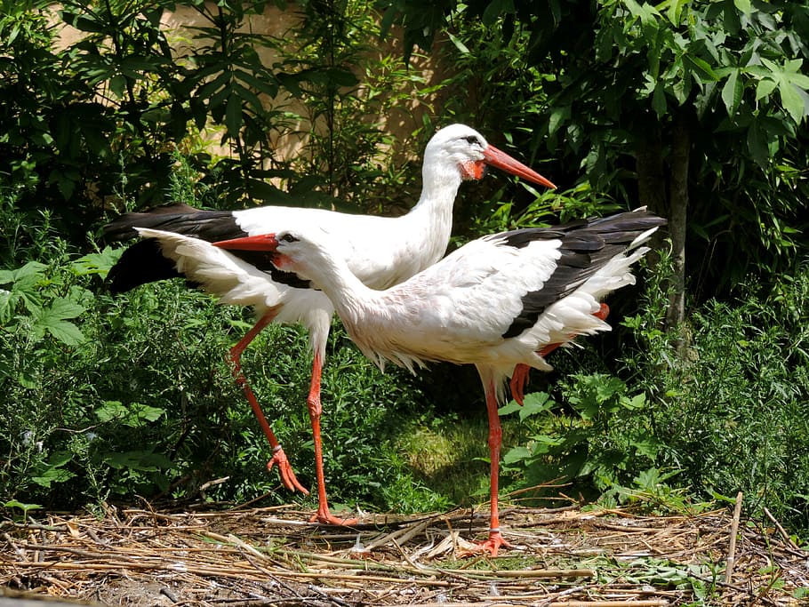 storks, stork couple, storchennest, white stork, birds, animal, HD wallpaper