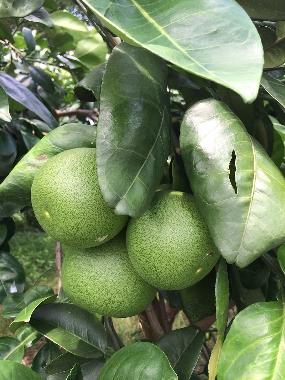 grapefruit trees, citron leaf, grapefruit grapefruit, food and drink HD wallpaper