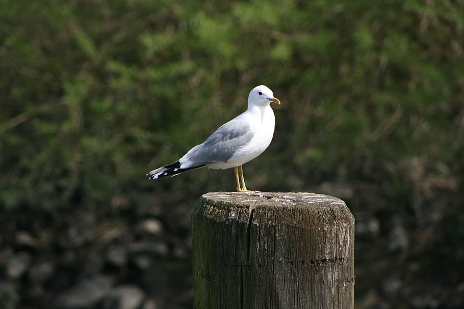 seagull, pile, mood, maritime, bird, coast, animal, water, water bird, HD wallpaper